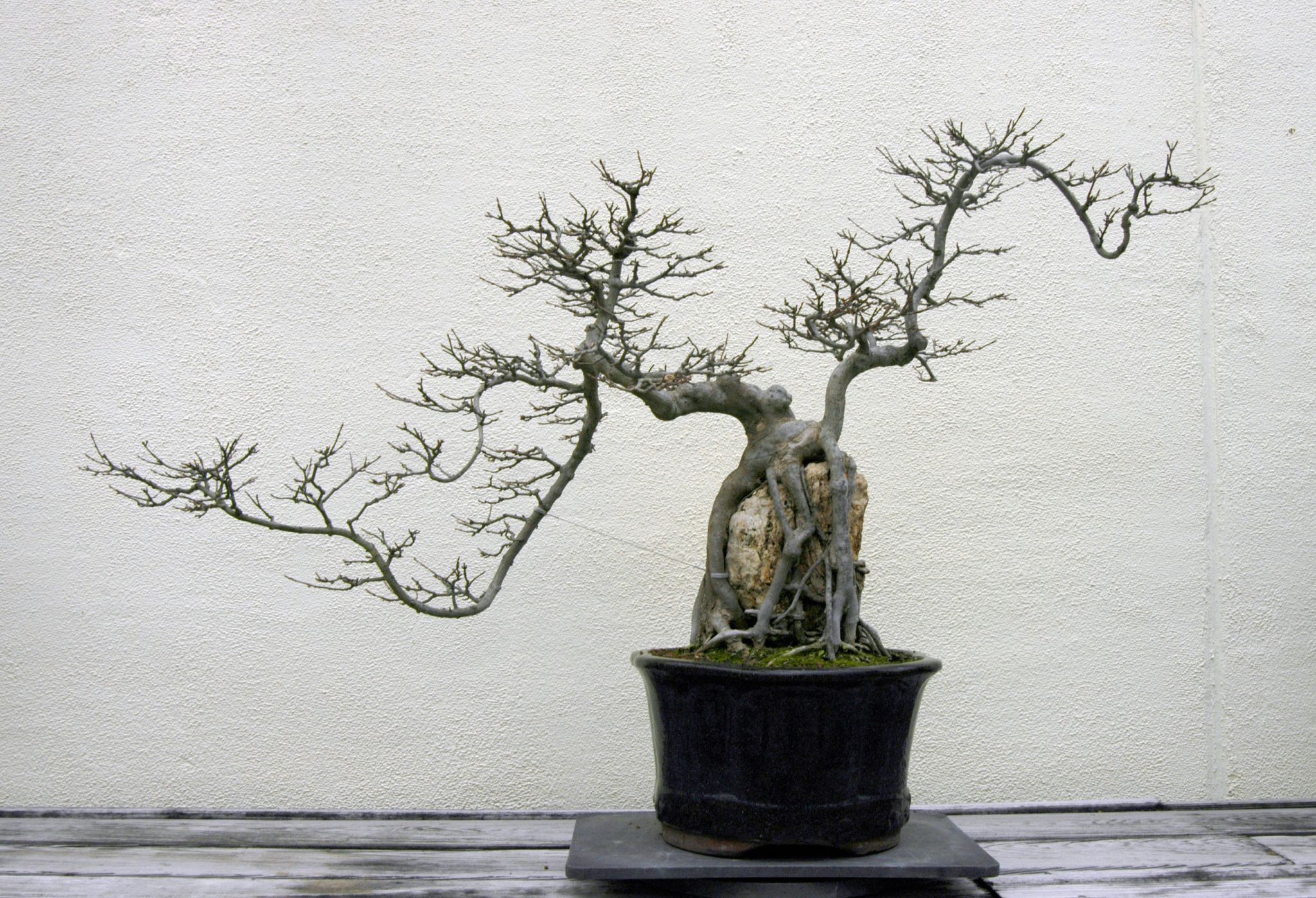 how-to-rescue-dying-bonsai-tree-1024x699@2x.jpg